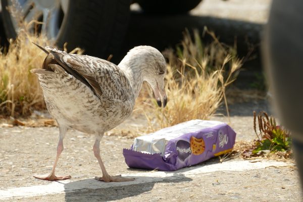 Seagull eating microplastics